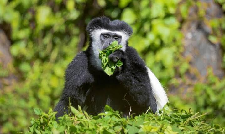 Black-and-white colobus in the ten-day itinerary PDF