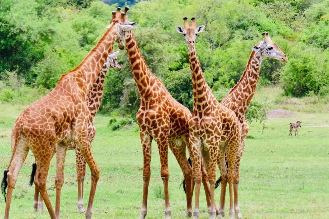 Giraffes pictured in the original itinerary